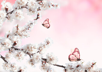 Horizontal banner with sakura flowers of white color and two butterflies on pink sunny backdrop