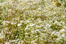 Vintage Blur Of Little White Flowers Background, For Postcard And Background