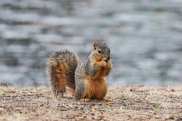 Poster - Closeup shot of a cute squirrel in a forest