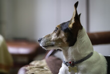 Jack Russell Dog In Profile Looking Outside With Ears Pricked.