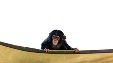 Baby Chimpanzee Looking Over A Cloth Banner Isolated On A White Background With Room For Text