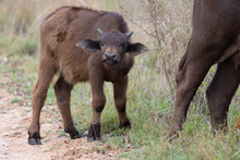 A Young Cape Buffalo Calf 