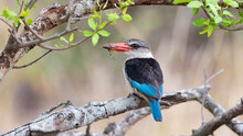 A Brown Hooded Kingfisher With A Grasshopper