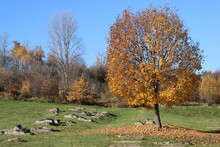 Gorgeous Golden Autumn, Completely Yellow Tree With Fallen Leaves Old Ravaged WWII Veterans Cemetery