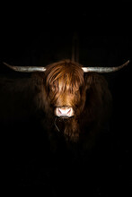 Portrait Couleur D'une Vache Highland