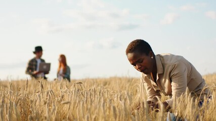 Wall Mural - Happy with a large smile black female farmer working concentrated analysing the harvest from the field this year on the background other farmers analysing something