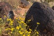 Wildflowers and boulder