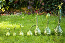 Ripe Green Squashes Exhibition On Grass Lawn. Fresh Harvested Decorative Pumpkins In Shape Of Swan Displayed In Garden. Close Up. Organic Farming, Healthy Food, BIO Viands, Back To Nature Concept.