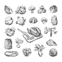 Wall Mural - Collection of monochrome illustrations of cabbage in sketch style. Hand drawings in art ink style. Black and white graphics.