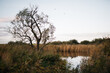 Kleiner See im Havelland mit Baum und Vögel