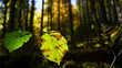 Lindenblatt verfärbt sich im Herbst