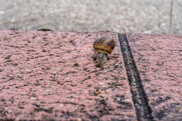 Close-up of a snail walking on the wet ground.