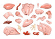 Collection of chicken parts in a realistic style. Chicken cut for shops and restaurants.