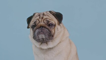 Wall Mural - adorable dog pug breed making angry face and serious face on blue background,Pug Purebred Dog Concept