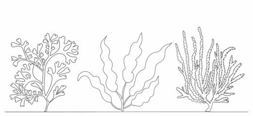 Wall Mural - sketch seaweed line drawing, vector