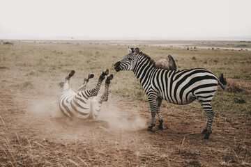 Wall Mural - Group of zebras fighting on a wild Kenyan safari