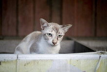 Closeup Shot Of A White And Gray Cat On A Wooden Platform With A Red Wall In The Background