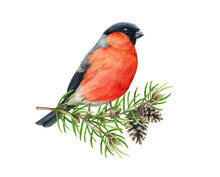 Bullfinch Bird On Pine Pranch. Watercolor Illustration. Hand Drawn Bright Eurasian Avian. Small Cute Bullfinch Bird With Fir Tree Branch And Cones Element. Forest Little Songbird On White Background