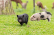 Junge Hängebauchschweine im Tierpark