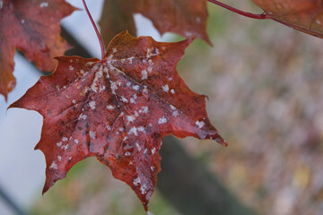 maple leaf
