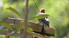Red Bellied Woodpecker Chases Cardinal From A Bird Feeder