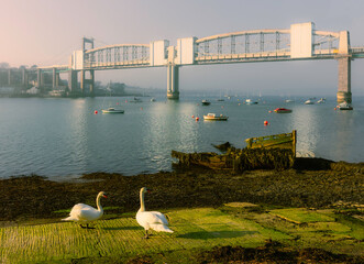 Canvas Print - River Tamar with view of riverbank and swans with old bridge in the distance and boats. Portsmouth, UK.