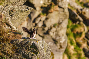 Sticker - Atlantic Puffin with flapping wings on a rock face