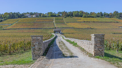 Sticker - Hillside vineyards in Burgundy wine region with shed in the distance