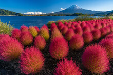 富士山　赤いコキア　河口湖