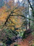 Fototapeta Na drzwi - autumn in the forest