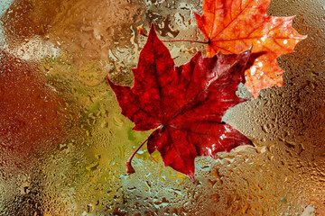 Multicolored autumn maple leaves on misted glass. Autumn leaf on wet glass. Selective focus