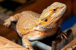 Beard dragon reptile sunbath in enclosure.