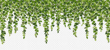 Ivy Curtain, Green Creeper Vines Isolated On White Background. Vector Illustration In Flat Cartoon Style