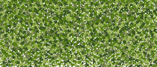 Ivy Horizontal Background, Green Creeper Vines Curtain. Vector Illustration In Flat Cartoon Style.