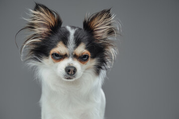 Angry canine pet pomeranian chihuahua breed with fluffy fur