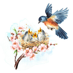 Wall Mural - Nest with chicks, big bird and spring flowers. Spring card concept. Watercolor hand drawn illustration isolated on the white background