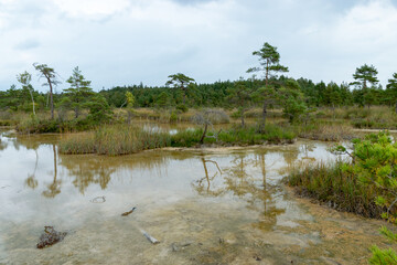 Sulfur Pond, which are water llamas formed on the periphery of a moss bog, they are supplemented and maintained by the inflow of water from hydrogen sulphide sources, Raganu swamp, Latvia