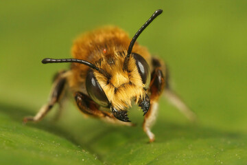 Poster - Closeup of a male Willughby's leaf-cutter bee, Megachile willughbiella