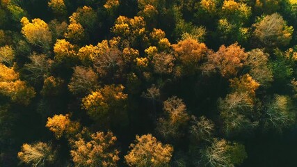 Wall Mural - Aerial video of autumn forest on a sunny day