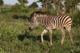 Fototapeta  - Steppenzebra / Burchell's zebra / Equus burchellii.