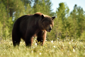 Wall Mural - Big male brown bear at daylight