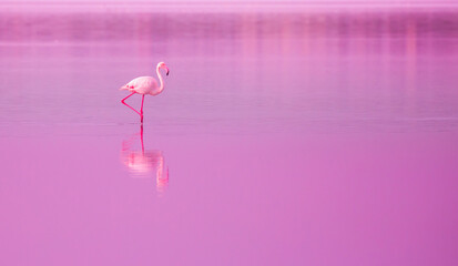 Birds Pink Flamingos Walk on the Lake at the Pink Sunset in Cyprus, Beautiful Romantic Concept with a Place for Text, Journey to the South, Love and the Pink Dream, Pink Lake