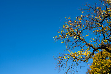 Wall Mural - Gelbe Herbstblätter  unter blauem wolkenlosen Himmel