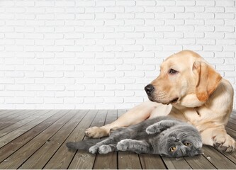 Wall Mural - Adorable cat and dog together on floor indoors