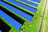 Fototapeta Natura - flock of sheep solar panels