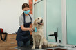 © New Africa - Professional groomer brushing fur of cute dog in pet beauty salon. Space for text