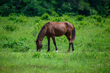 horse in the meadow