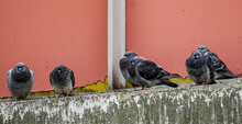Pigeons Sit On A Concrete Cornice