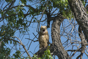 Canvas Print - Gray owl on the tree branch with green leaves against a clear blue sky on a sunny day