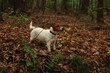 Pies myśliwski w lesie. Jack Russell Terrier. Hunting dog in the woods.